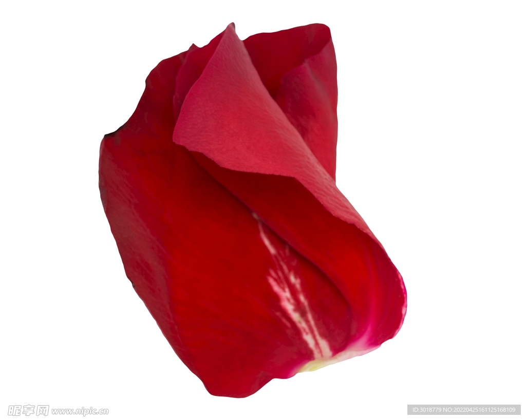玫瑰花 