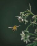 蜜蜂