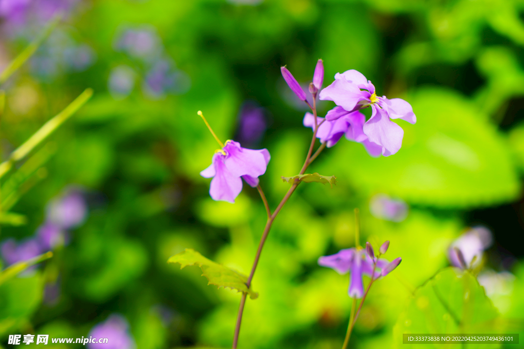 萝卜花 