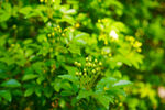 木香花 
