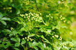 木香花 