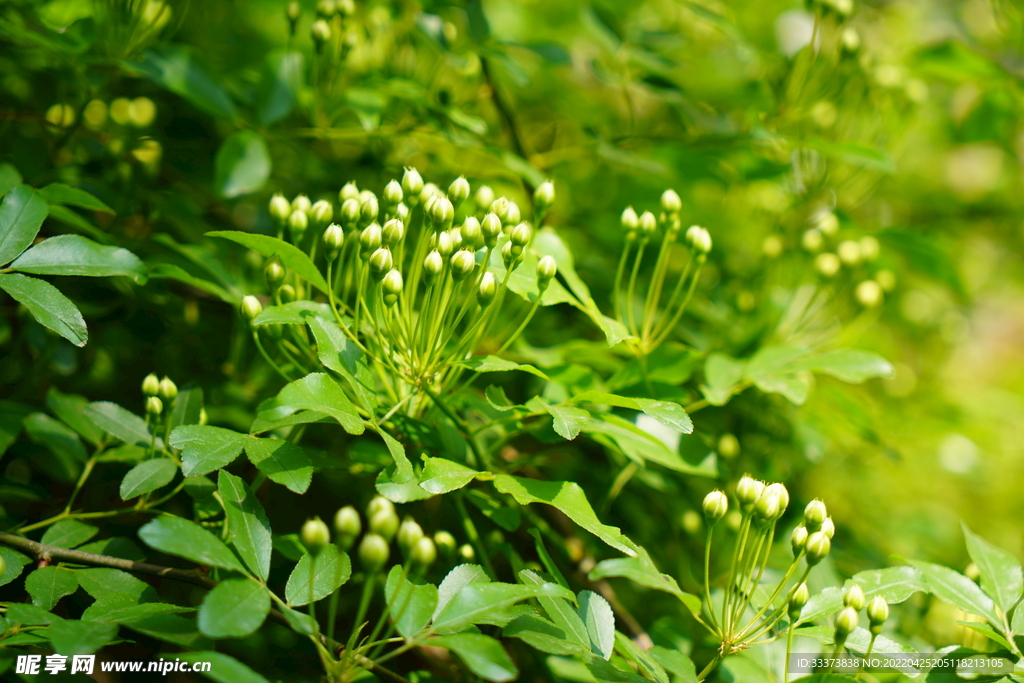 木香花 