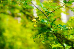 木香花 