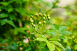 木香花