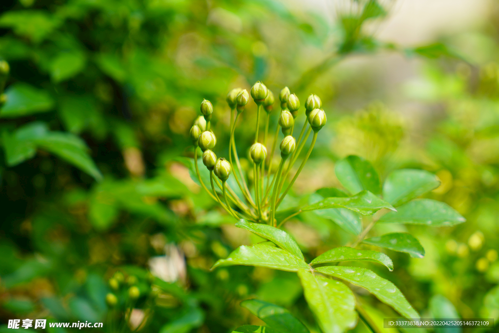 木香花