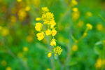 油菜花