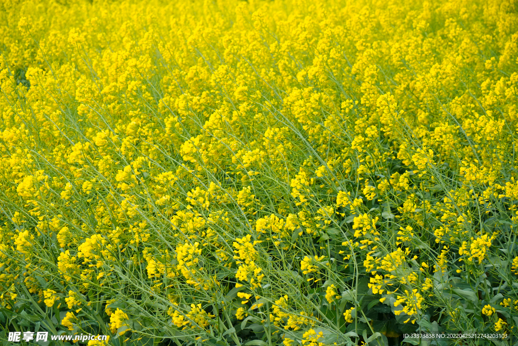 油菜花
