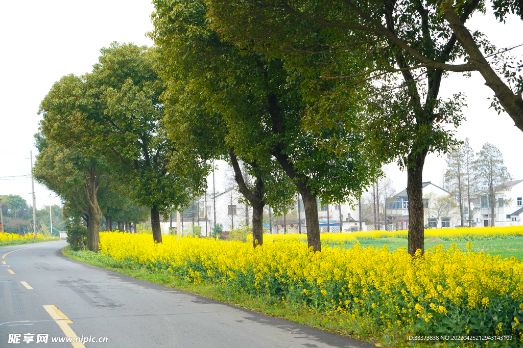 油菜花