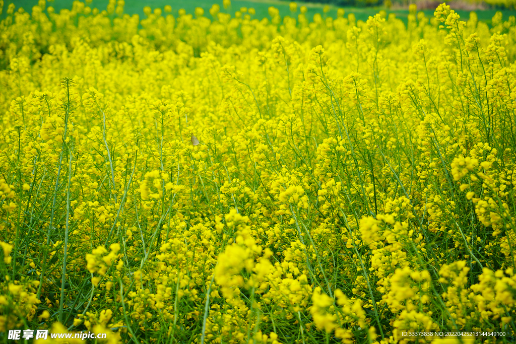 油菜花