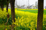 油菜花