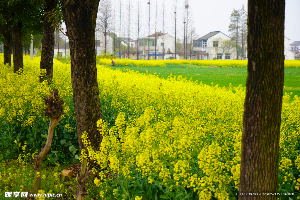 油菜花