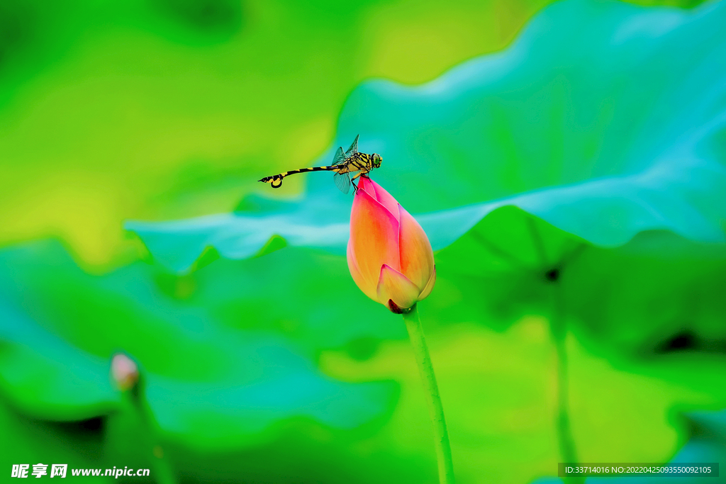 蜻蜓  
