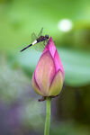 蜻蜓  