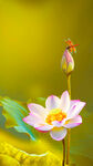 蜻蜓  