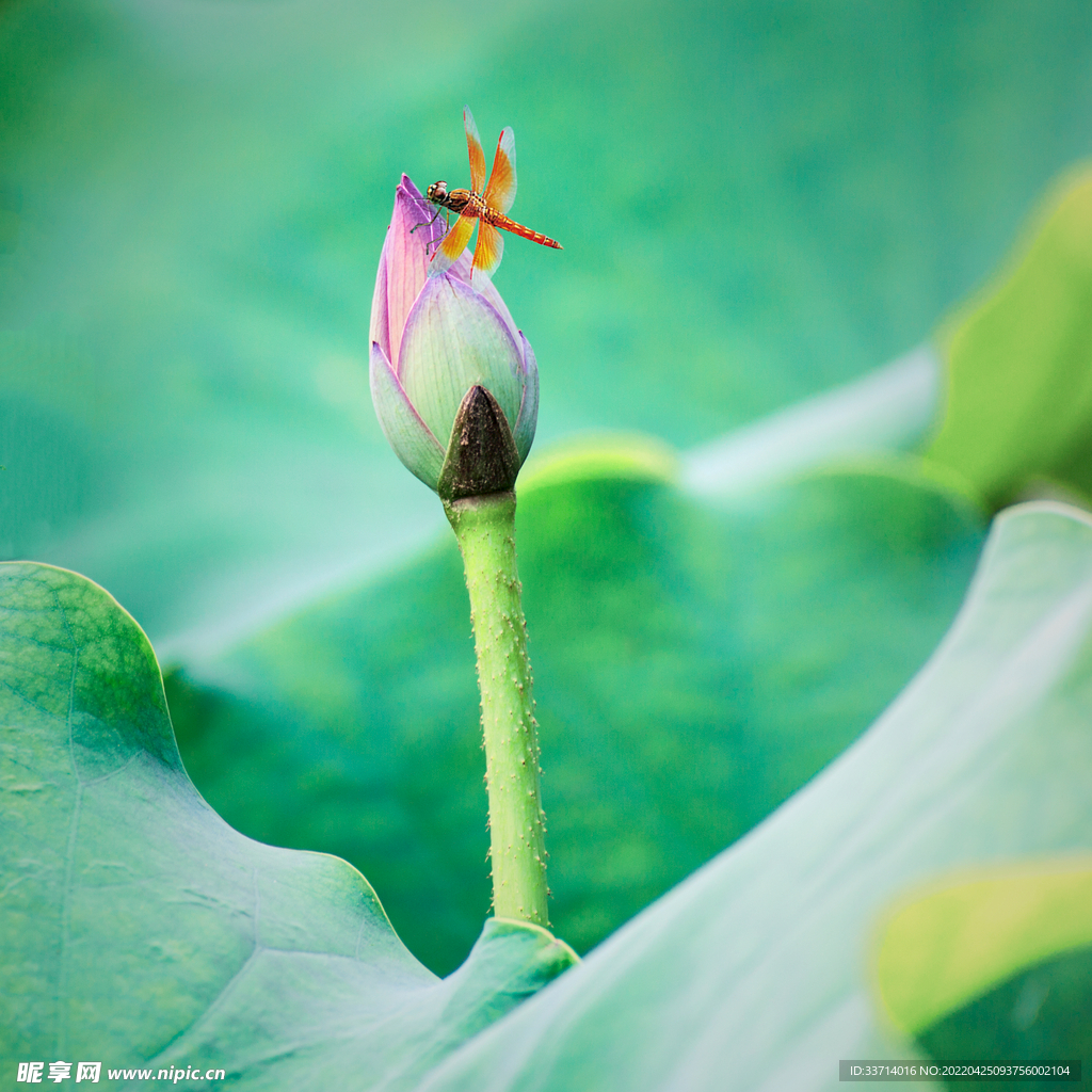 蜻蜓  