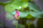 蜻蜓  