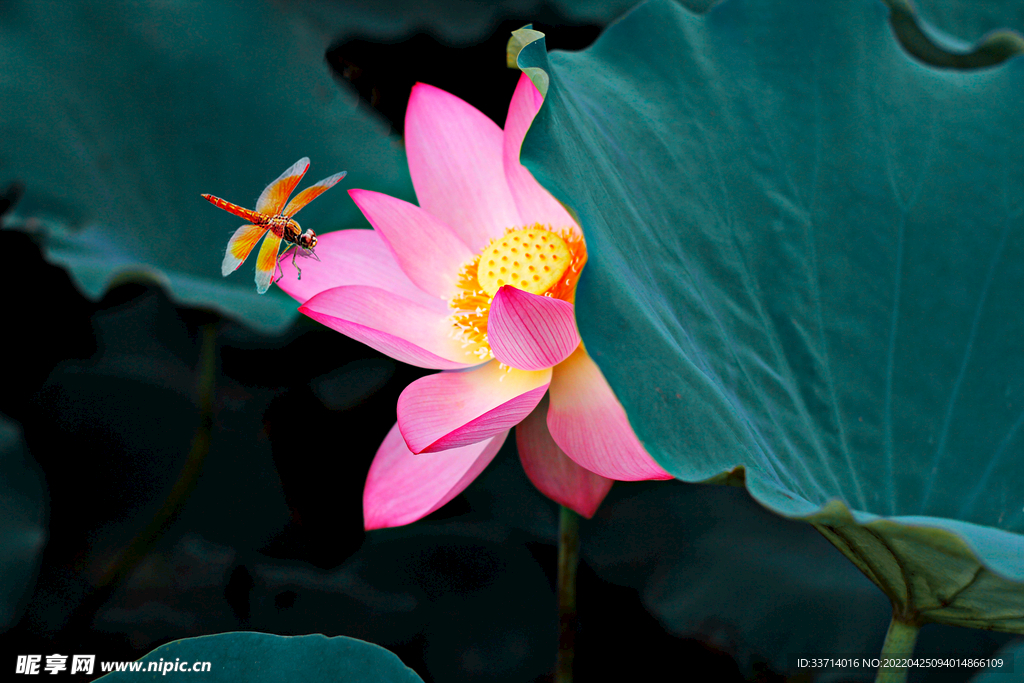 蜻蜓 