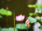 蜻蜓 