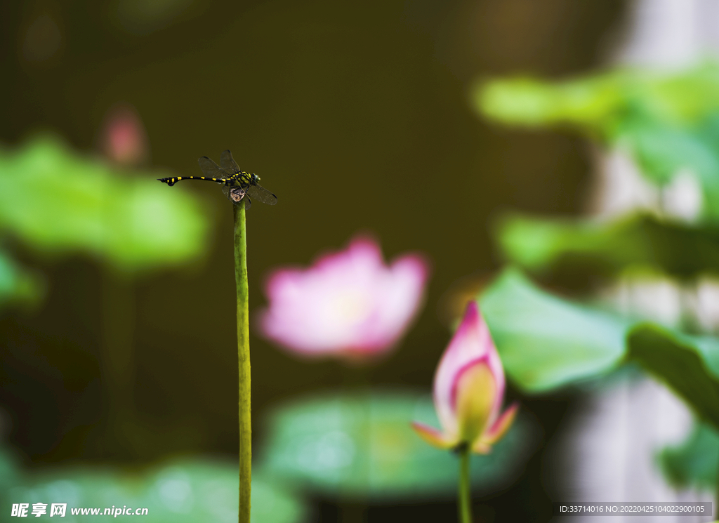 蜻蜓 