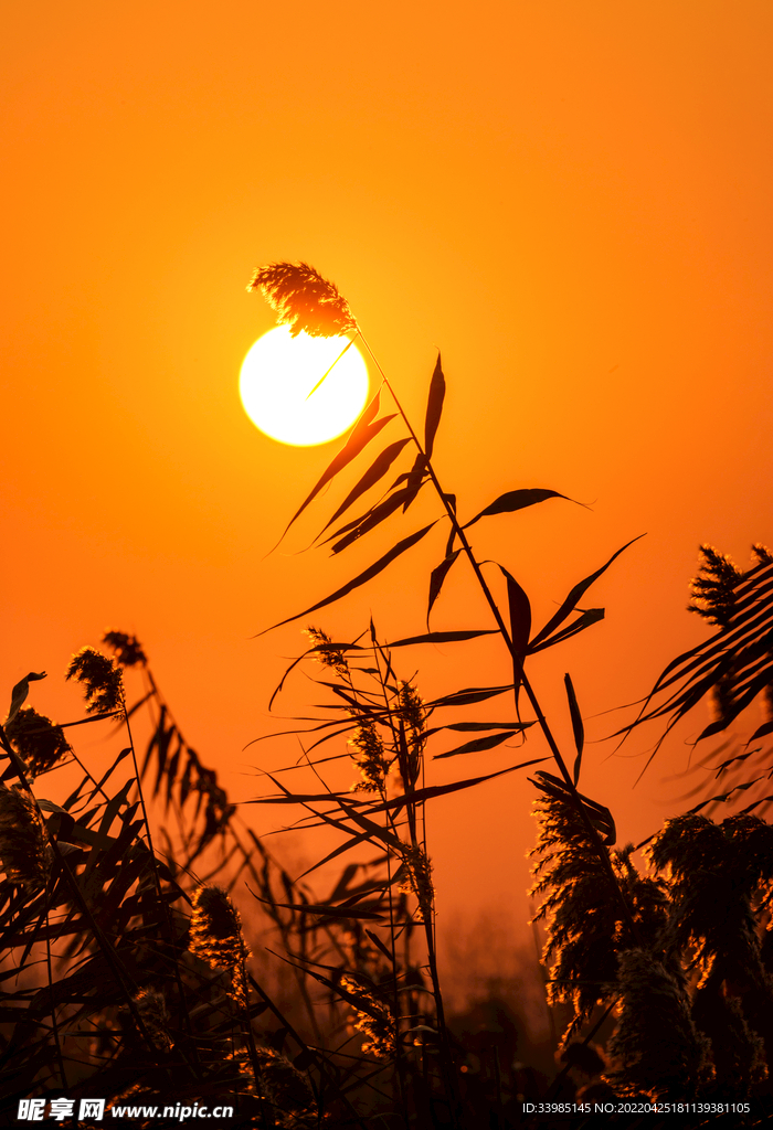 夕照芦苇