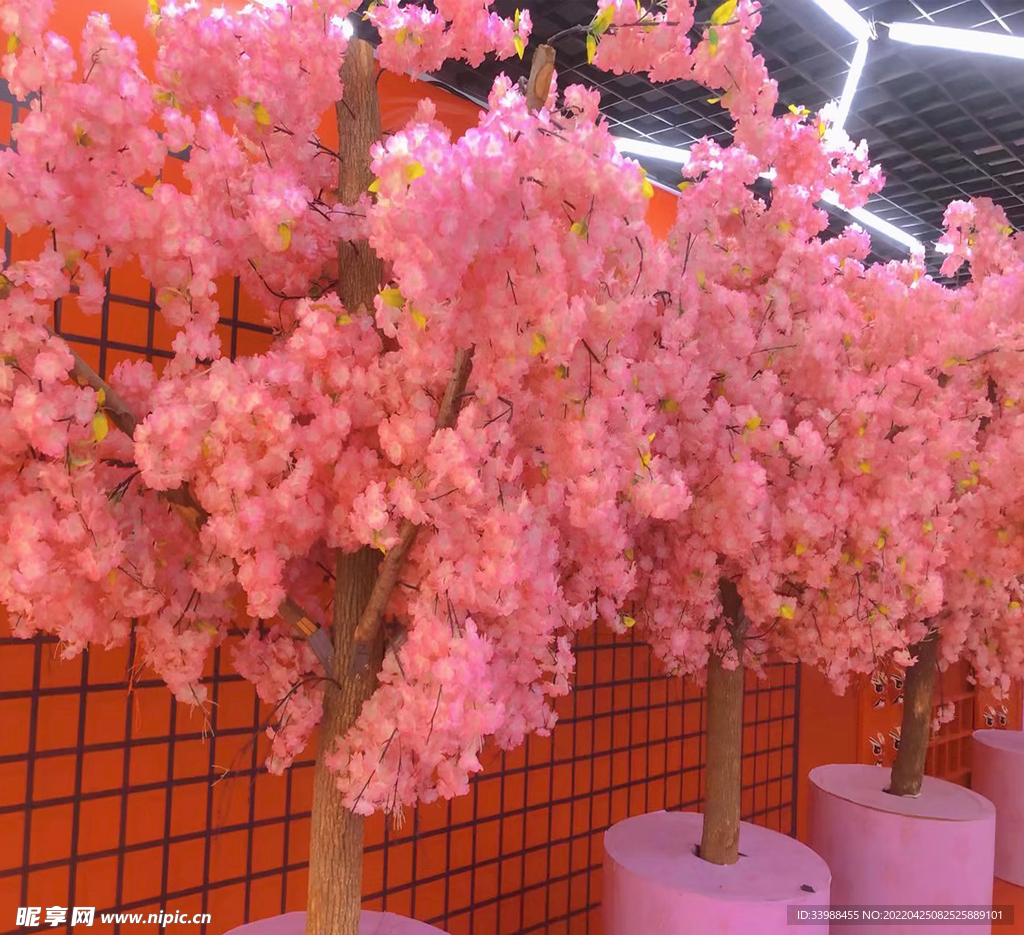 樱花树下
