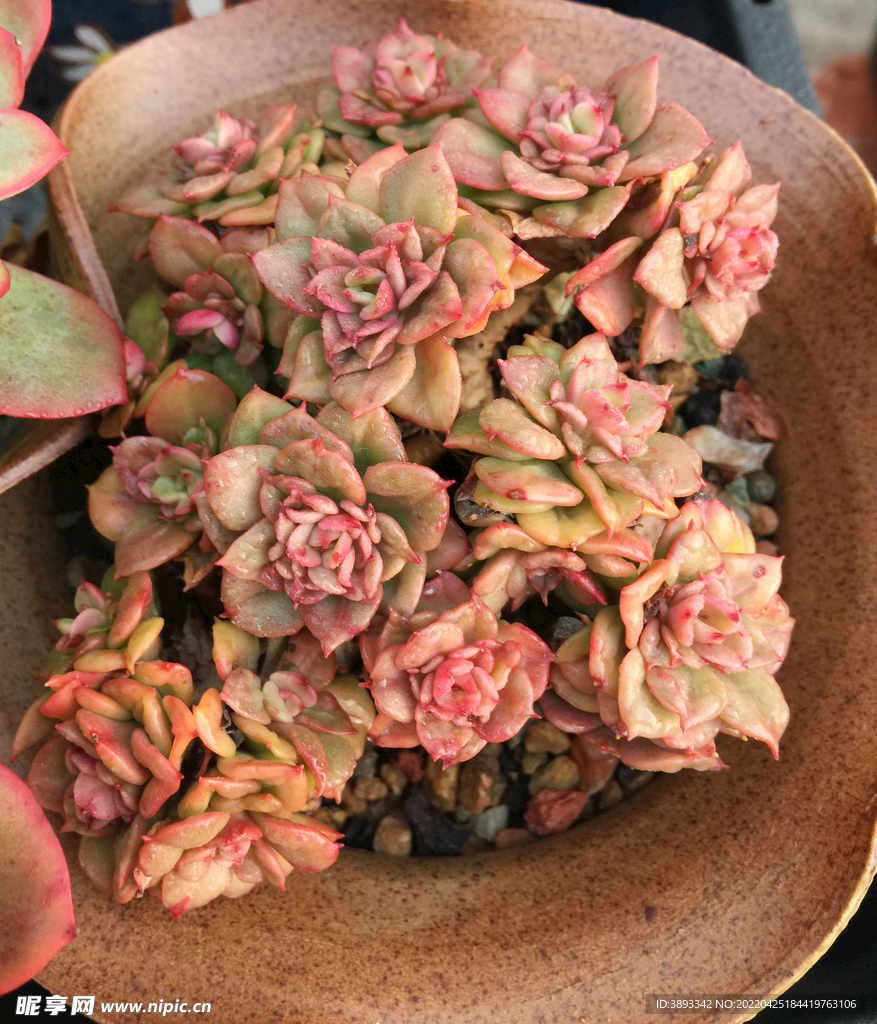 腊牡丹