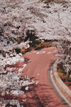 樱花公路