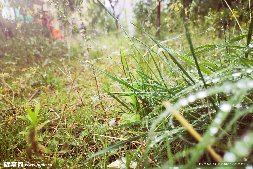 秋雨后的微观草地