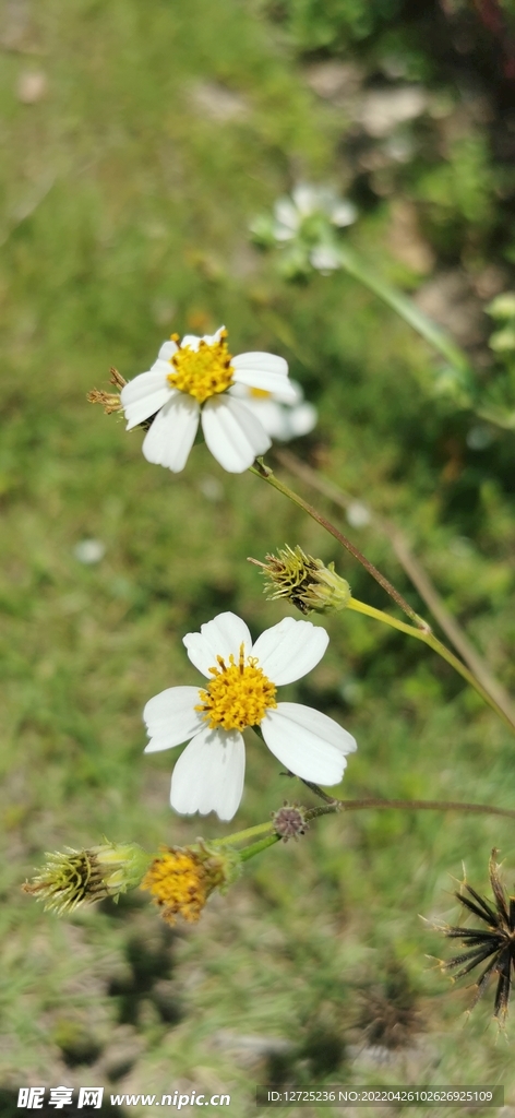 鬼针草 