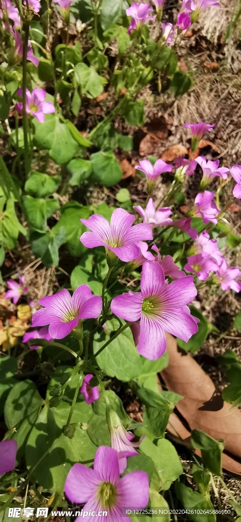 酢浆草花