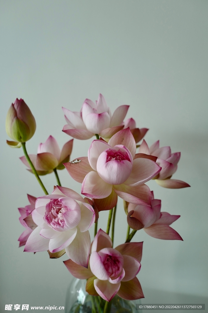 花卉