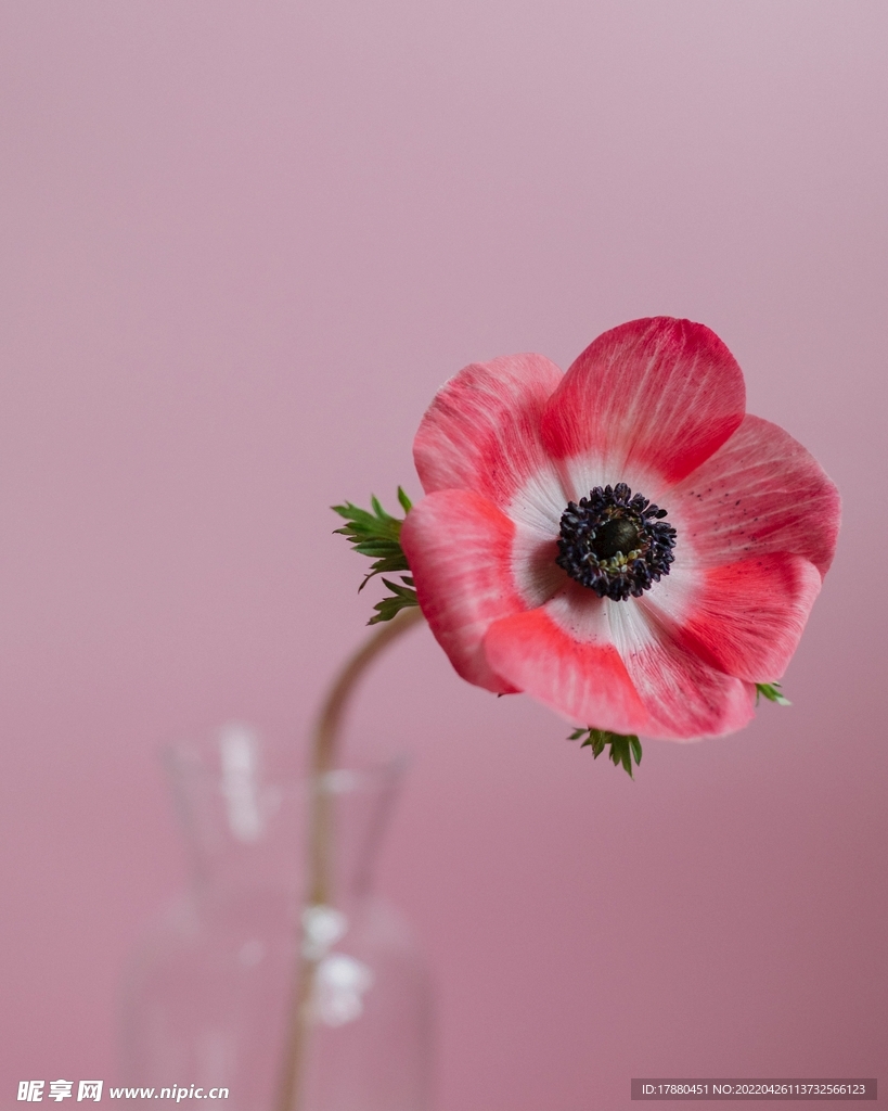 银莲花