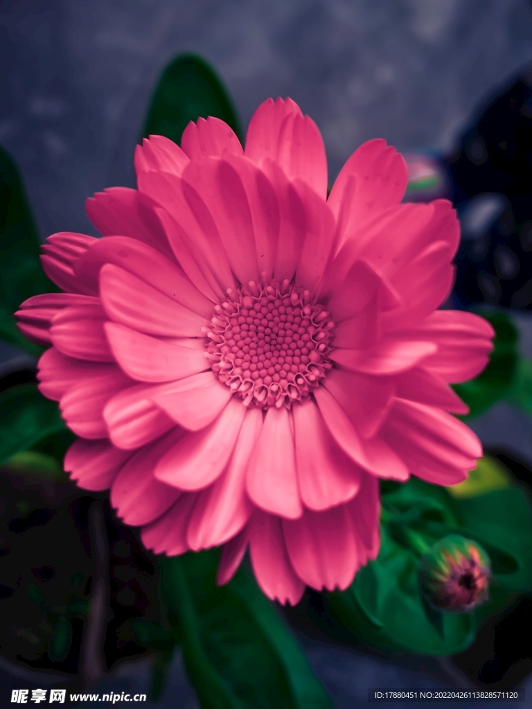 非洲菊