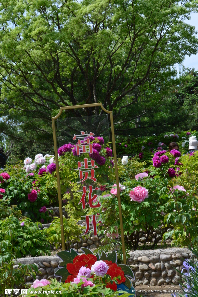 牡丹花 