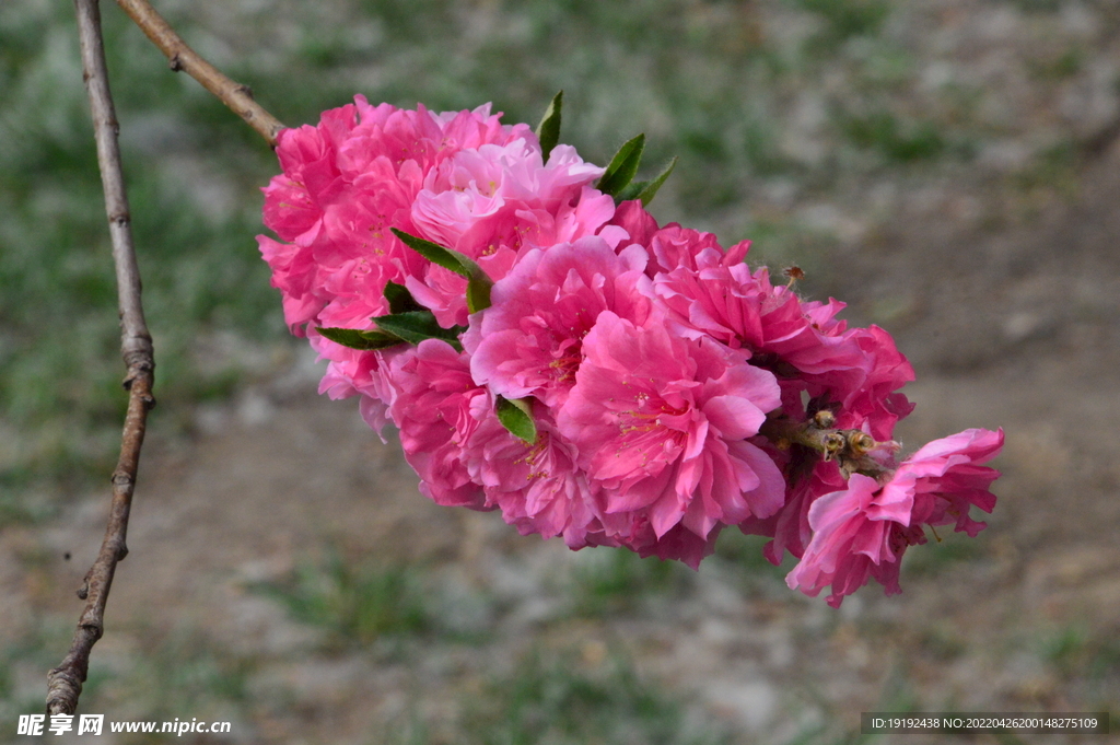 碧桃花 