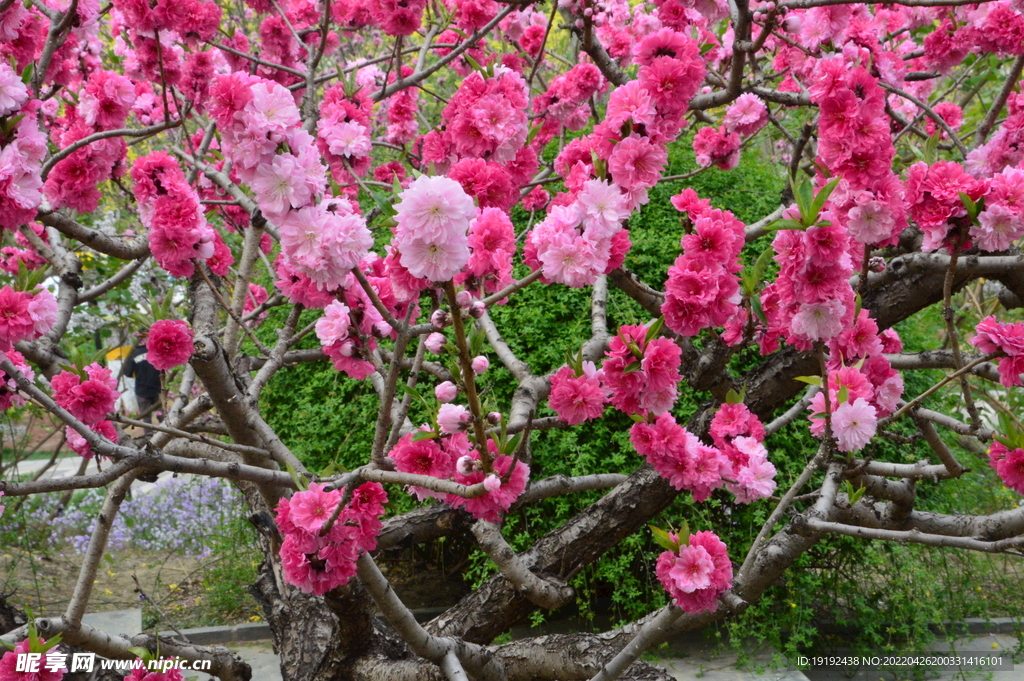 碧桃 