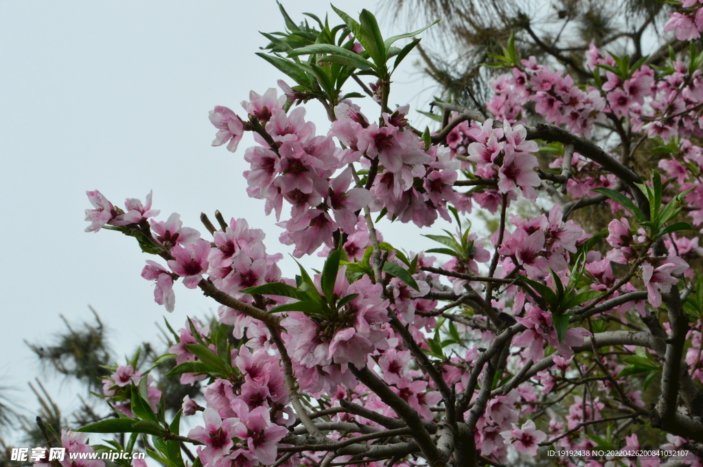 桃花