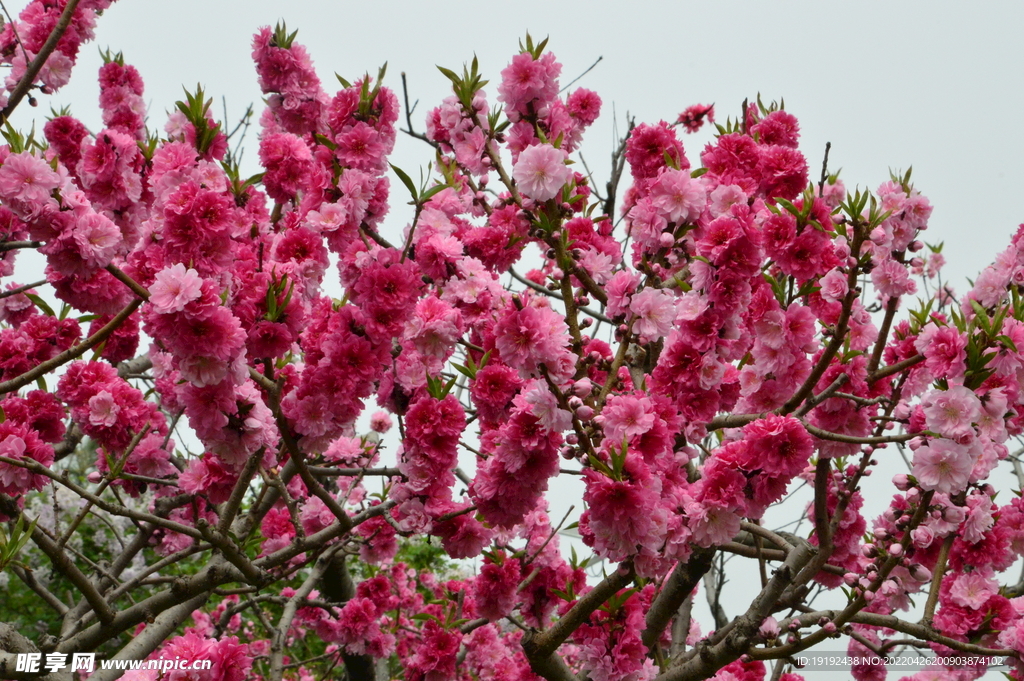 碧桃花 