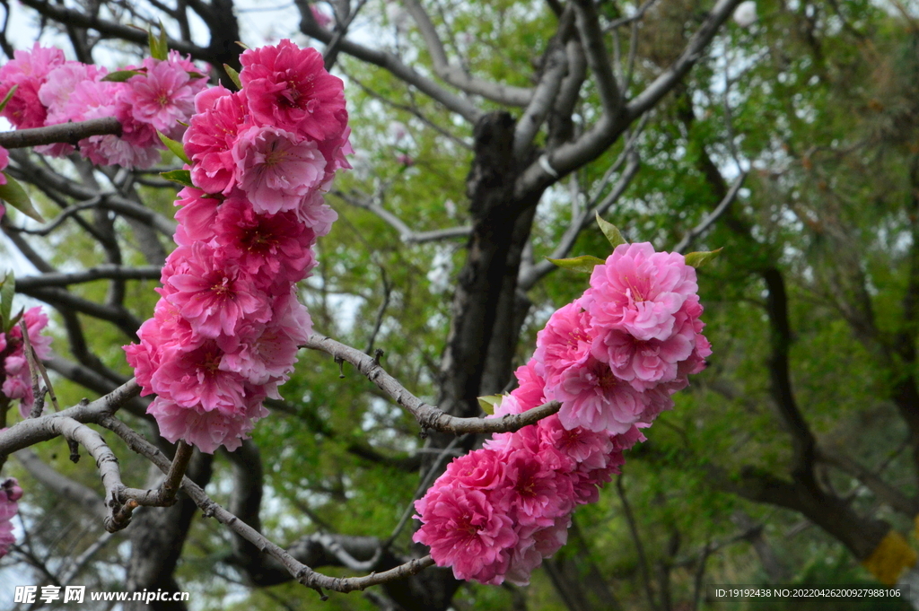 碧桃花 