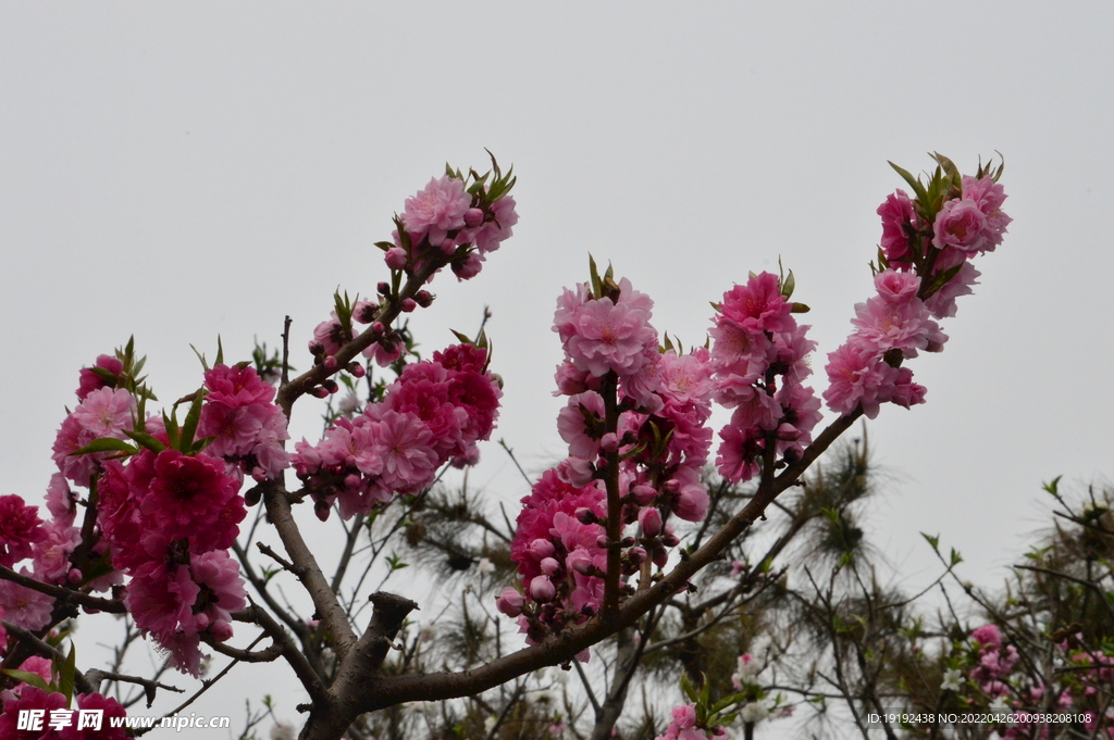 碧桃花 