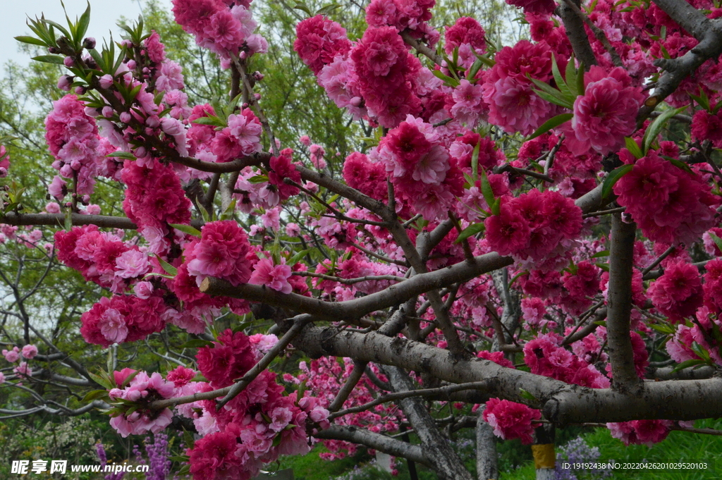 碧桃花
