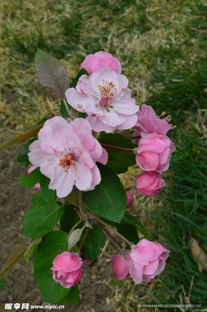 海棠花 
