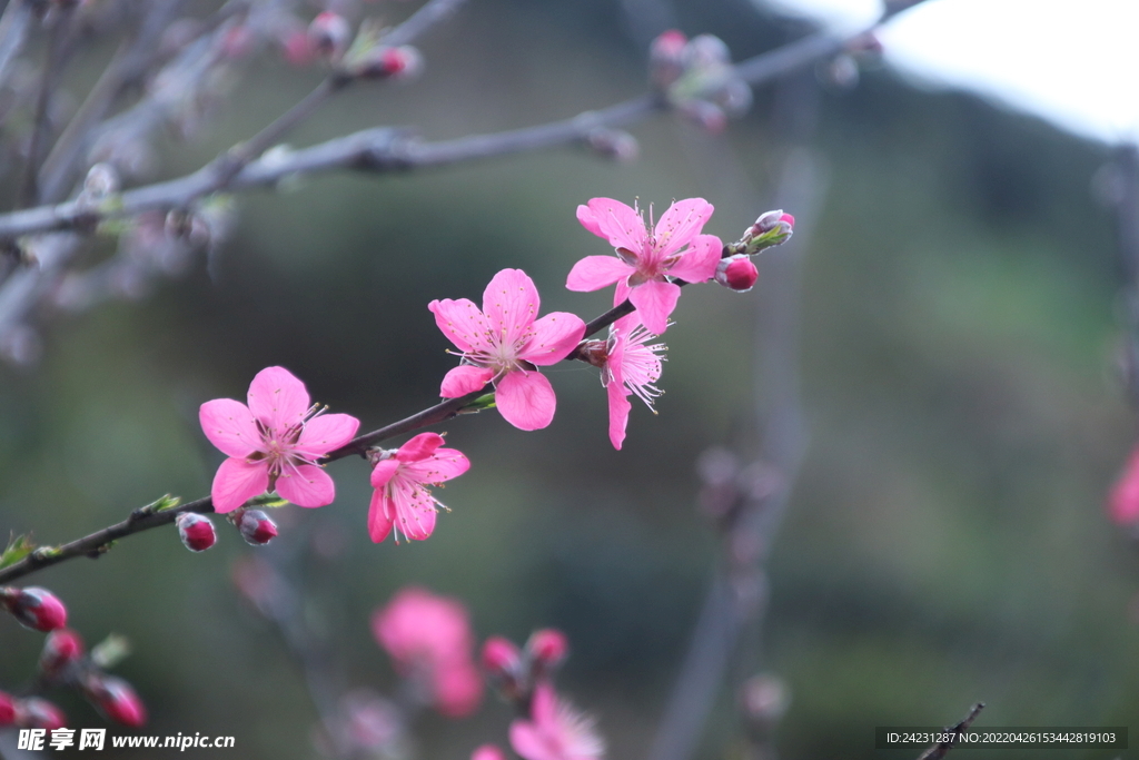 桃花