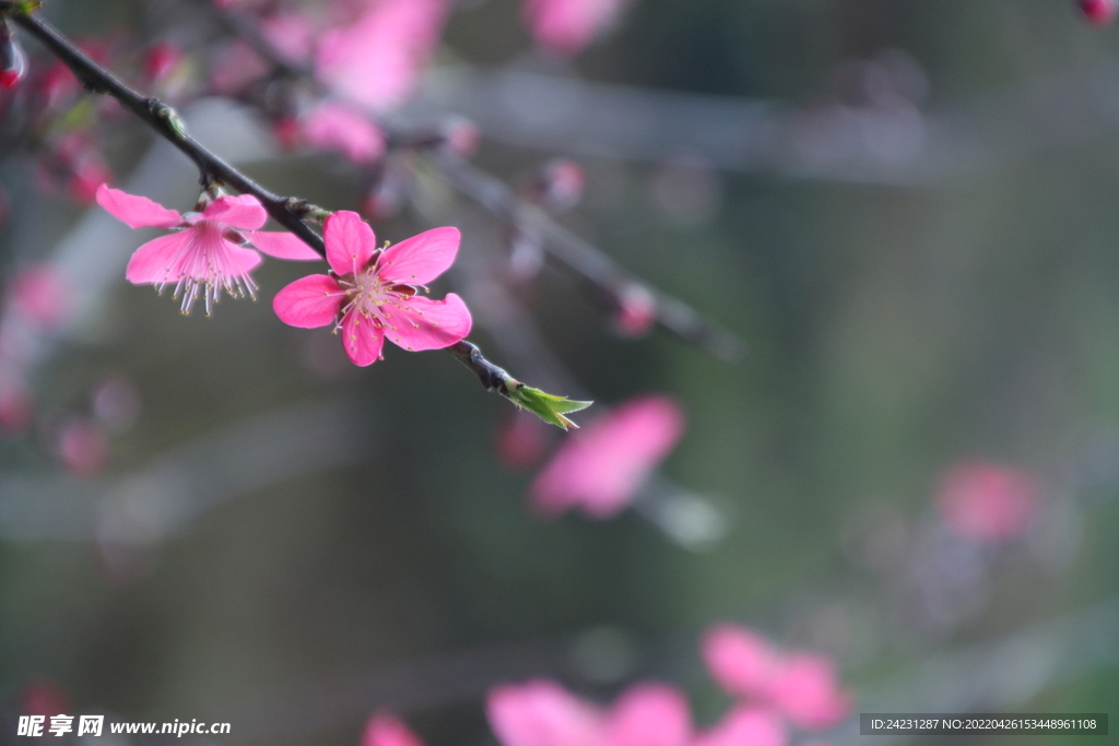 桃花