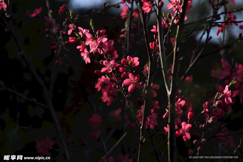 桃花