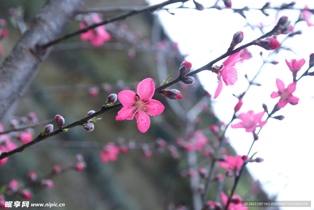 桃花