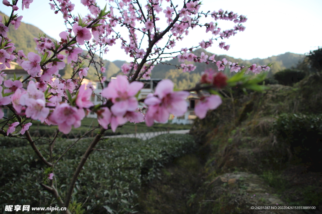 桃花