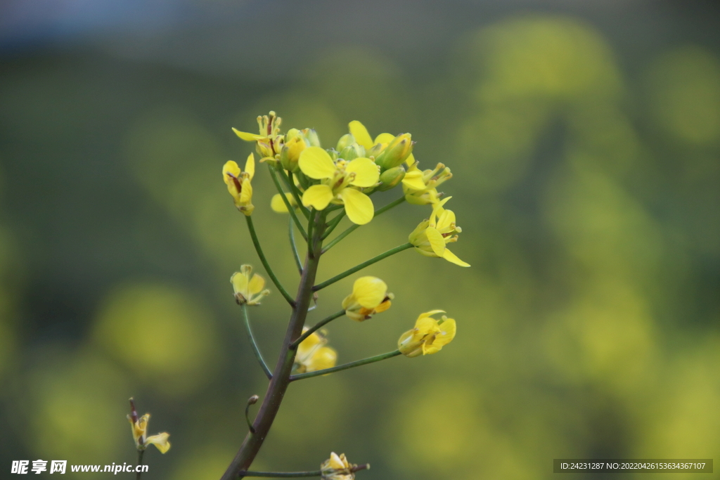 菜花油菜花