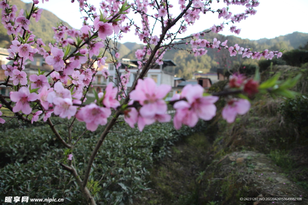 桃花