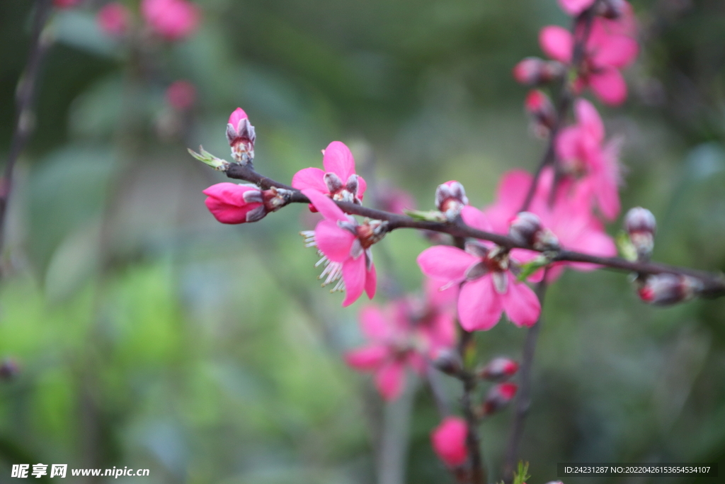 桃花